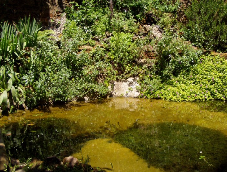 Il Laghetto del Centro di Entomologia - Piombino (LI)